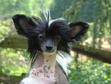 CHIEN NU CHINOIS 288